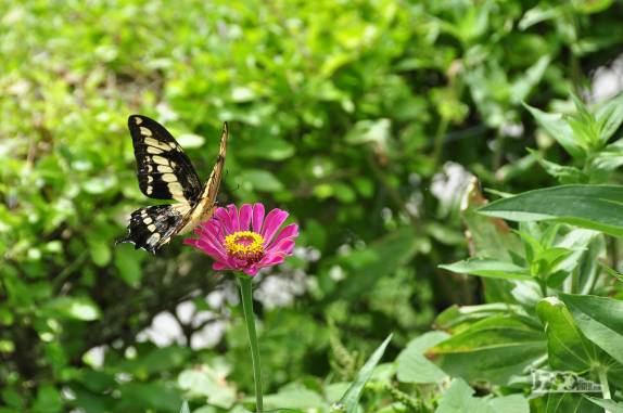 Borboletário em Rio Grande, no sul do Rio Grande do Sul